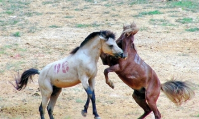 Hà Giang présente la fête du combat de chevaux